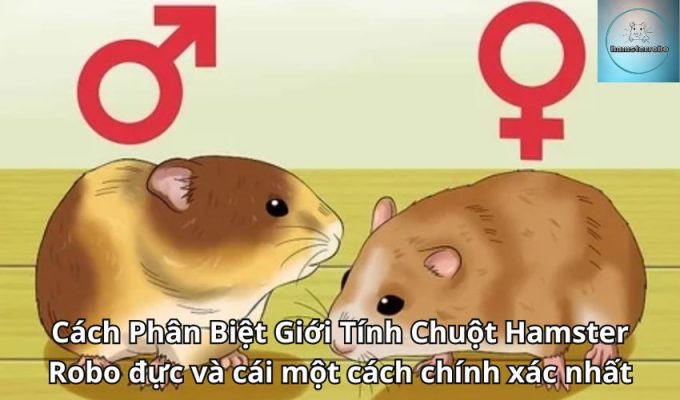 Cách Phân Biệt Giới Tính Chuột Hamster Robo đực và cái một cách chính xác nhất