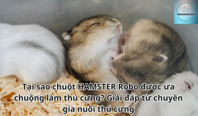 Tại sao chuột HAMSTER Robo được ưa chuộng làm thú cưng? Giải đáp từ chuyên gia nuôi thú cưng