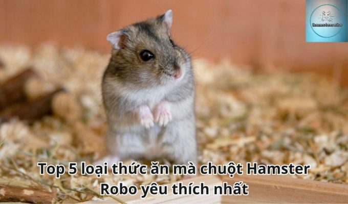 Top 5 loại thức ăn mà chuột Hamster Robo yêu thích nhất