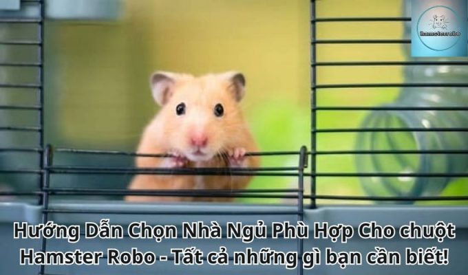 Hướng Dẫn Chọn Nhà Ngủ Phù Hợp Cho chuột Hamster Robo - Tất cả những gì bạn cần biết!