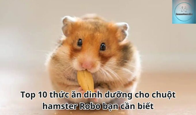 Top 10 thức ăn dinh dưỡng cho chuột hamster Robo bạn cần biết