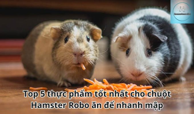 Top 5 thực phẩm tốt nhất cho chuột Hamster Robo ăn để nhanh mập