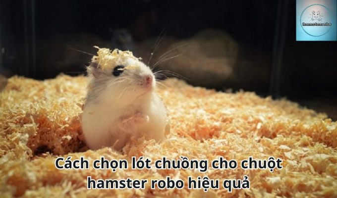 Cách chọn lót chuồng cho chuột hamster robo hiệu quả