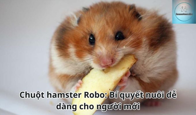 Chuột hamster Robo: Bí quyết nuôi dễ dàng cho người mới