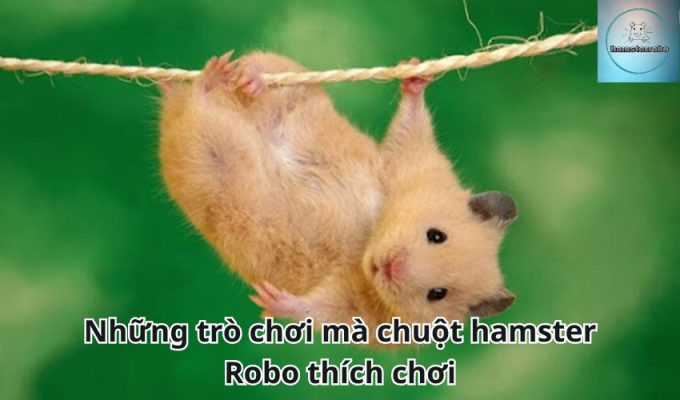 Những trò chơi mà chuột hamster Robo thích chơi