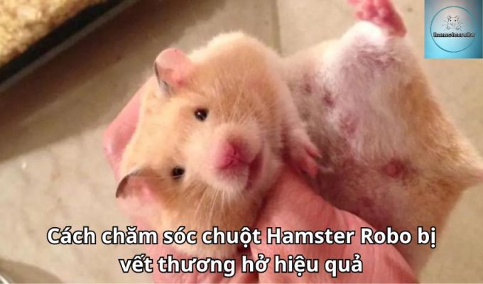 Cách chăm sóc chuột Hamster Robo bị vết thương hở hiệu quả