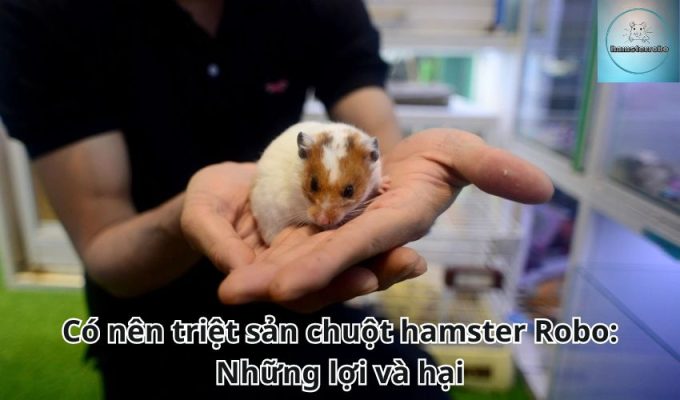 Những trò chơi mà chuột hamster Robo thích chơi