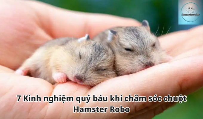 7 Kinh nghiệm quý báu khi chăm sóc chuột Hamster Robo