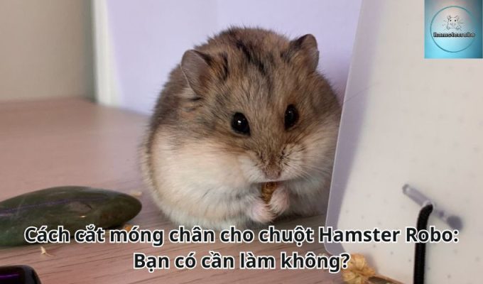 Cách cắt móng chân cho chuột Hamster Robo: Bạn có cần làm không?