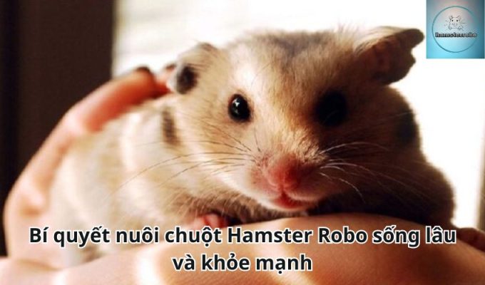 Bí quyết nuôi chuột Hamster Robo sống lâu và khỏe mạnh