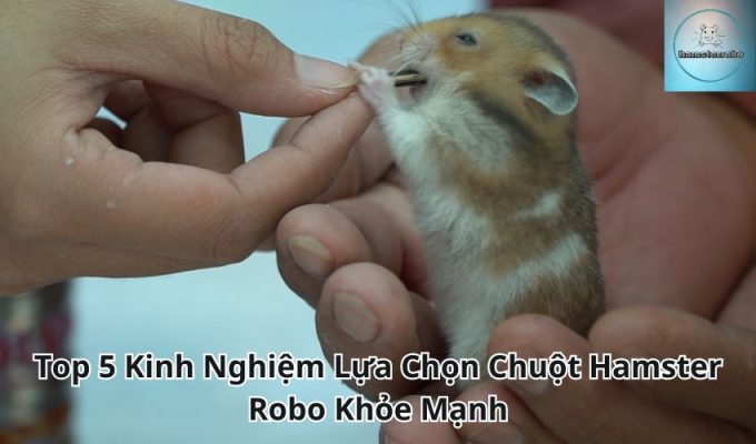 Top 5 Kinh Nghiệm Lựa Chọn Chuột Hamster Robo Khỏe Mạnh