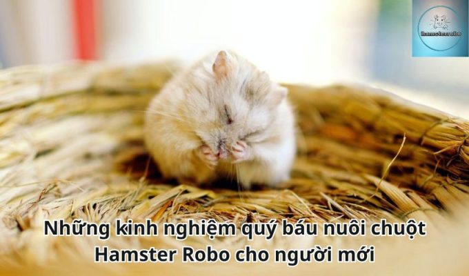 Những kinh nghiệm quý báu nuôi chuột Hamster Robo cho người mới