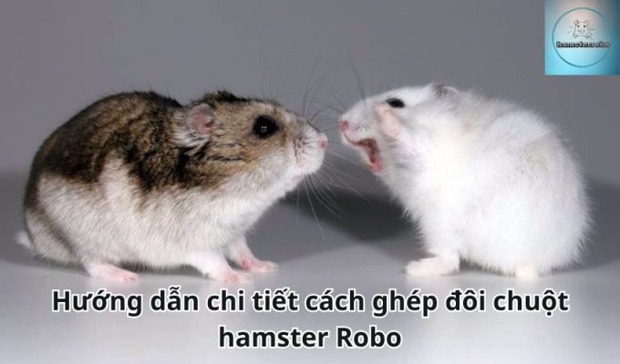 Hướng dẫn chi tiết cách ghép đôi chuột hamster Robo