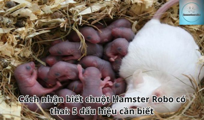 Cách nhận biết chuột Hamster Robo có thai: 5 dấu hiệu cần biết