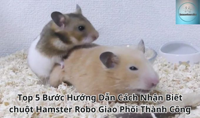 Top 5 Bước Hướng Dẫn Cách Nhận Biết chuột Hamster Robo Giao Phối Thành Công