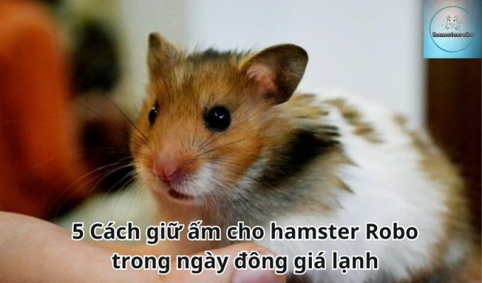 5 Cách giữ ấm cho hamster Robo trong ngày đông giá lạnh