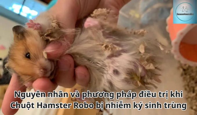 Nguyên nhân và phương pháp điều trị khi Chuột Hamster Robo bị nhiễm ký sinh trùng