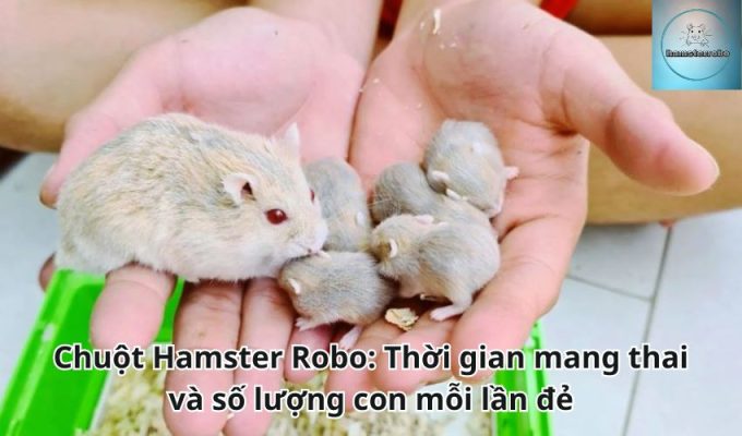 Chuột Hamster Robo: Thời gian mang thai và số lượng con mỗi lần đẻ