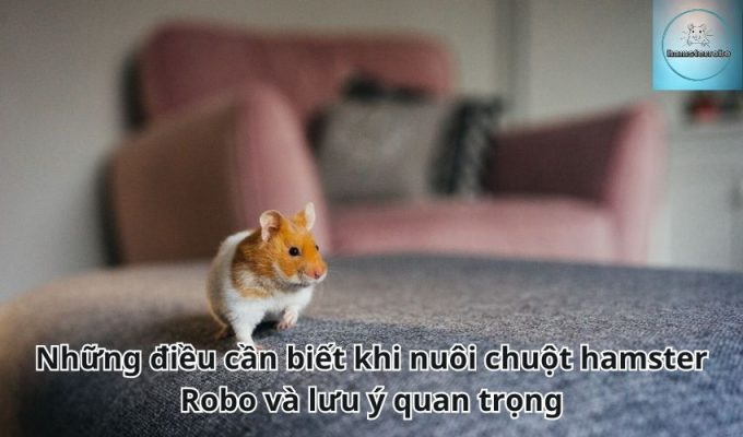 Những điều cần biết khi nuôi chuột hamster Robo và lưu ý quan trọng