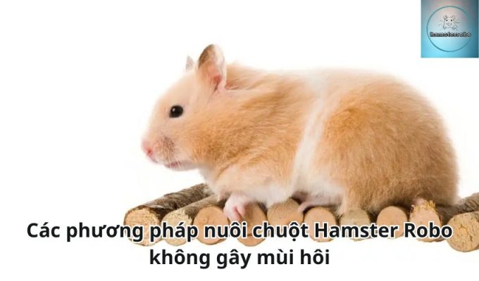 Các phương pháp nuôi chuột Hamster Robo không gây mùi hôi