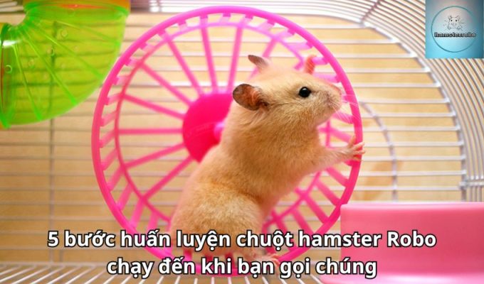 5 bước huấn luyện chuột hamster Robo chạy đến khi bạn gọi chúng