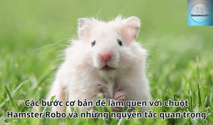 Các bước cơ bản để làm quen với chuột Hamster Robo và những nguyên tắc quan trọng