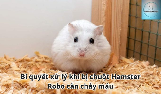 Bí quyết xử lý khi bị chuột Hamster Robo cắn chảy máu