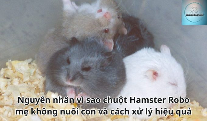 Nguyên nhân vì sao chuột Hamster Robo mẹ không nuôi con và cách xử lý hiệu quả