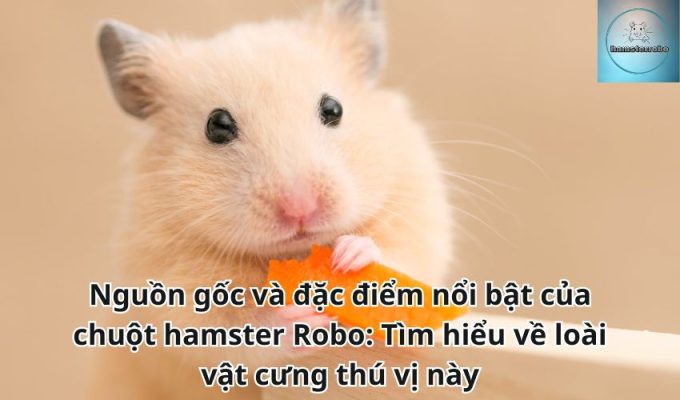 Nguồn gốc và đặc điểm nổi bật của chuột hamster Robo: Tìm hiểu về loài vật cưng thú vị này