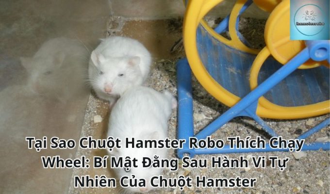 Tại Sao Chuột Hamster Robo Thích Chạy Wheel: Bí Mật Đằng Sau Hành Vi Tự Nhiên Của Chuột Hamster