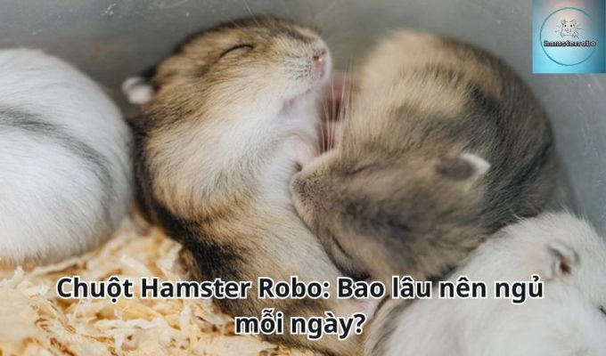 Chuột Hamster Robo: Bao lâu nên ngủ mỗi ngày?