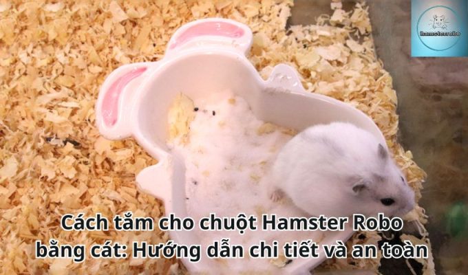 Cách tắm cho chuột Hamster Robo bằng cát: Hướng dẫn chi tiết và an toàn