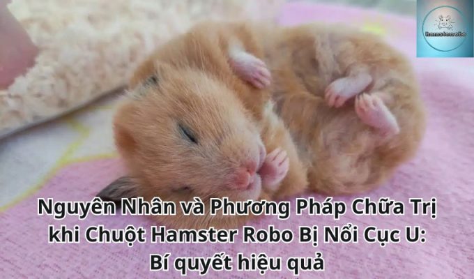 Nguyên Nhân và Phương Pháp Chữa Trị khi Chuột Hamster Robo Bị Nổi Cục U: Bí Quyết hiệu quả