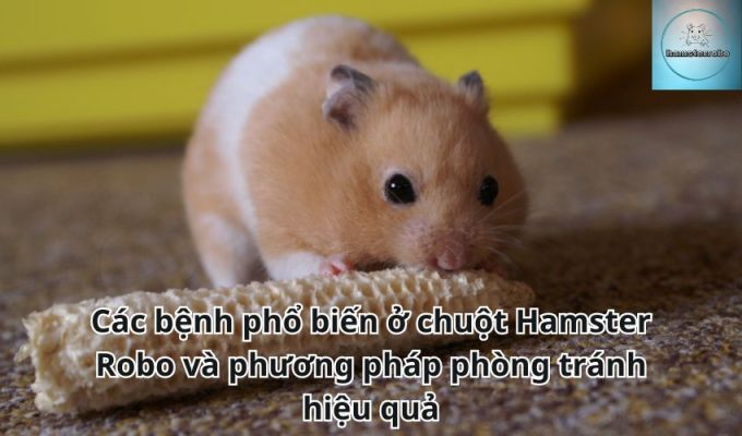 Các bệnh phổ biến ở chuột Hamster Robo và phương pháp phòng tránh hiệu quả