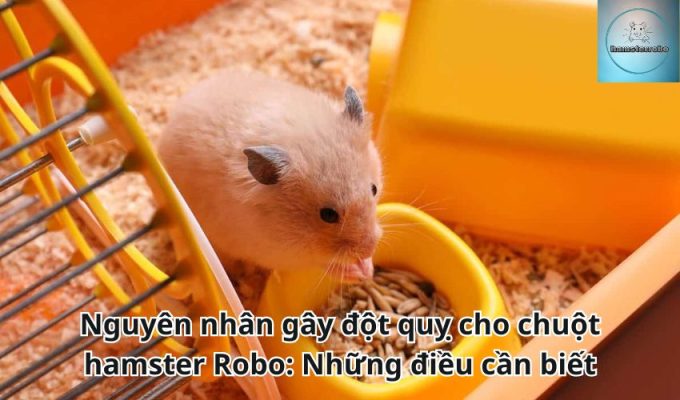 Nguyên nhân gây đột quỵ cho chuột hamster Robo: Những điều cần biết