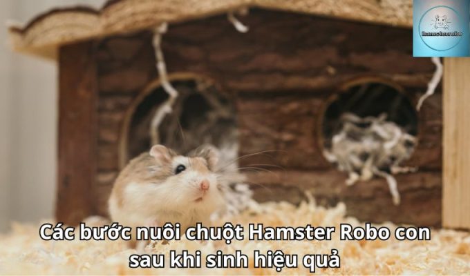 Các bước nuôi chuột Hamster Robo con sau khi sinh hiệu quả