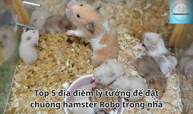 Top 5 địa điểm lý tưởng để đặt chuồng hamster Robo trong nhà