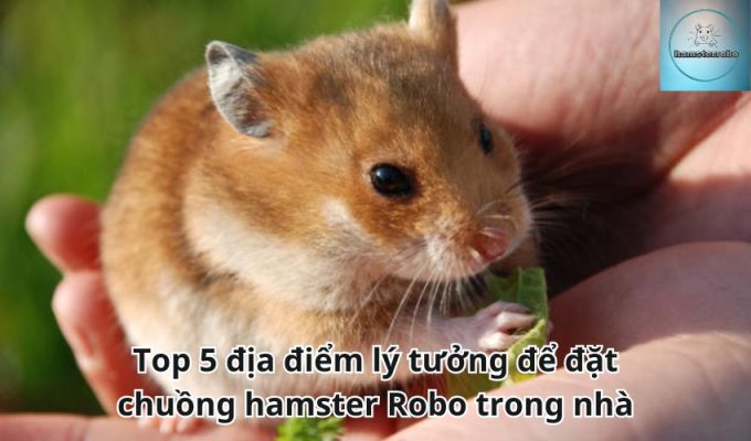 Top 5 địa điểm lý tưởng để đặt chuồng hamster Robo trong nhà