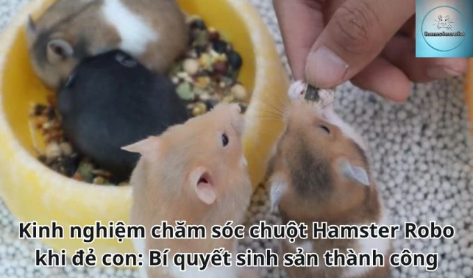 Kinh nghiệm chăm sóc chuột Hamster Robo khi đẻ con: Bí quyết sinh sản thành công