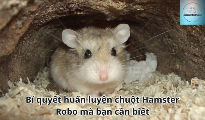 Bí quyết huấn luyện chuột Hamster Robo mà bạn cần biết