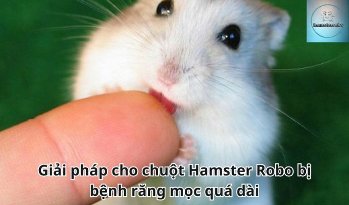 Giải pháp cho chuột Hamster Robo bị bệnh răng mọc quá dài