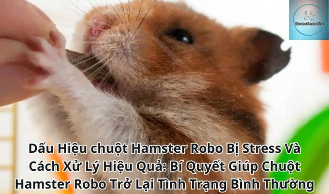 Dấu Hiệu chuột Hamster Robo Bị Stress Và Cách Xử Lý Hiệu Quả: Bí Quyết Giúp Chuột Hamster Robo Trở Lại Tình Trạng Bình Thường