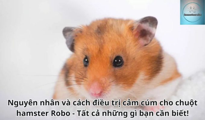 Nguyên nhân và cách điều trị cảm cúm cho chuột hamster Robo - Tất cả những gì bạn cần biết!