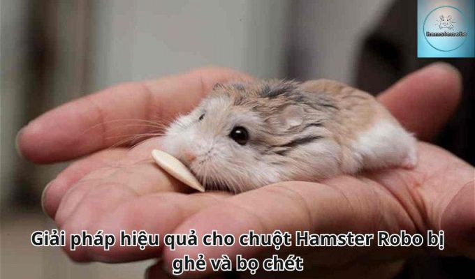 Giải pháp hiệu quả cho chuột Hamster Robo bị ghẻ và bọ chét