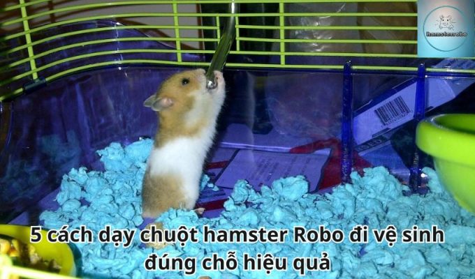 5 cách dạy chuột hamster Robo đi vệ sinh đúng chỗ hiệu quả