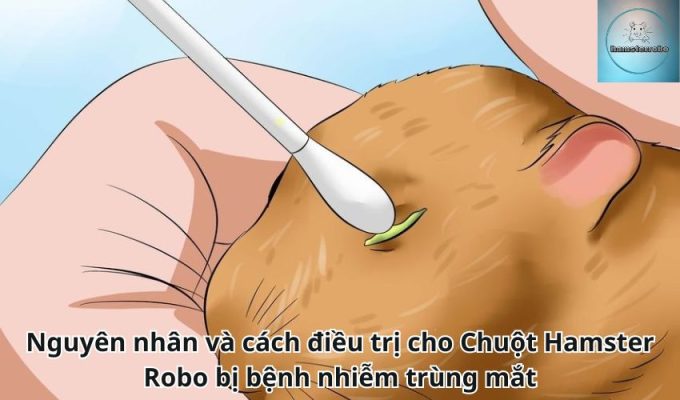 Nguyên nhân và cách điều trị cho Chuột Hamster Robo bị bệnh nhiễm trùng mắt