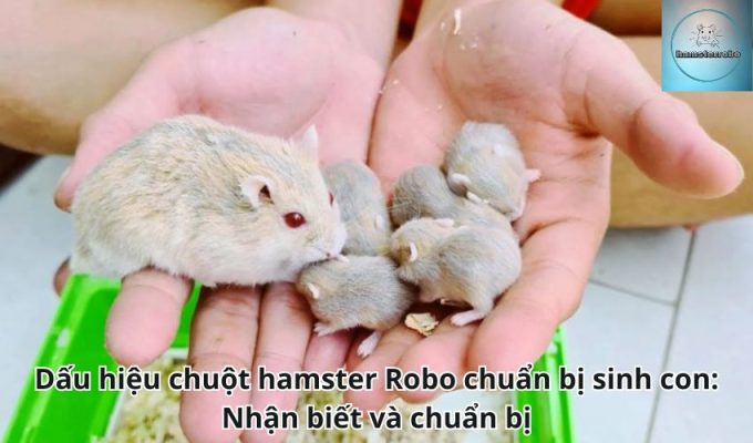 Dấu hiệu chuột hamster Robo chuẩn bị sinh con: Nhận biết và chuẩn bị