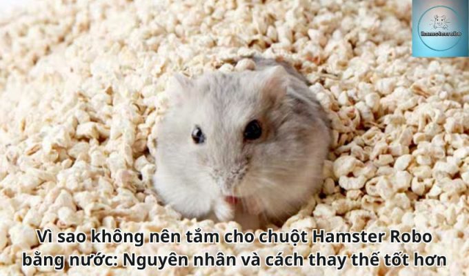 Vì sao không nên tắm cho chuột Hamster Robo bằng nước: Nguyên nhân và cách thay thế tốt hơn