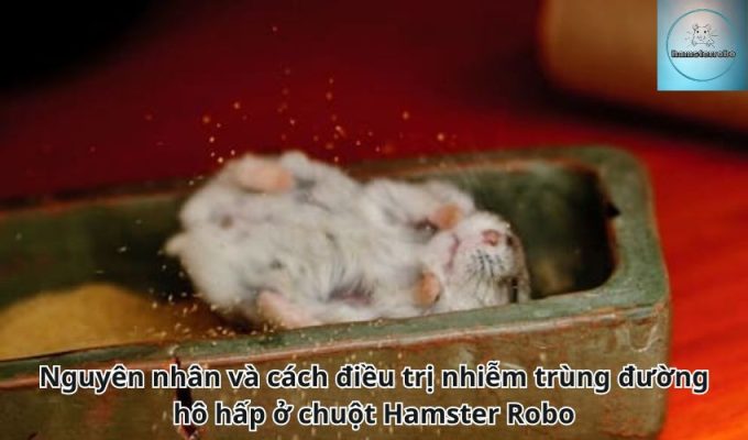 Nguyên nhân và cách điều trị nhiễm trùng đường hô hấp ở chuột Hamster Robo