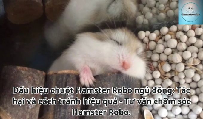 Dấu hiệu chuột Hamster Robo ngủ đông: Tác hại và cách tránh hiệu quả - Tư vấn chăm sóc Hamster Robo.